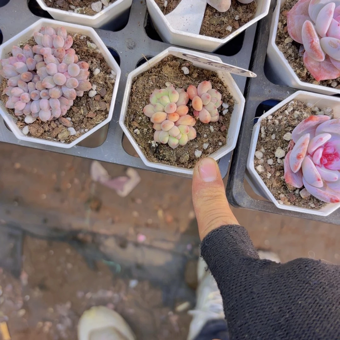 C721精灵奶哦物一拍