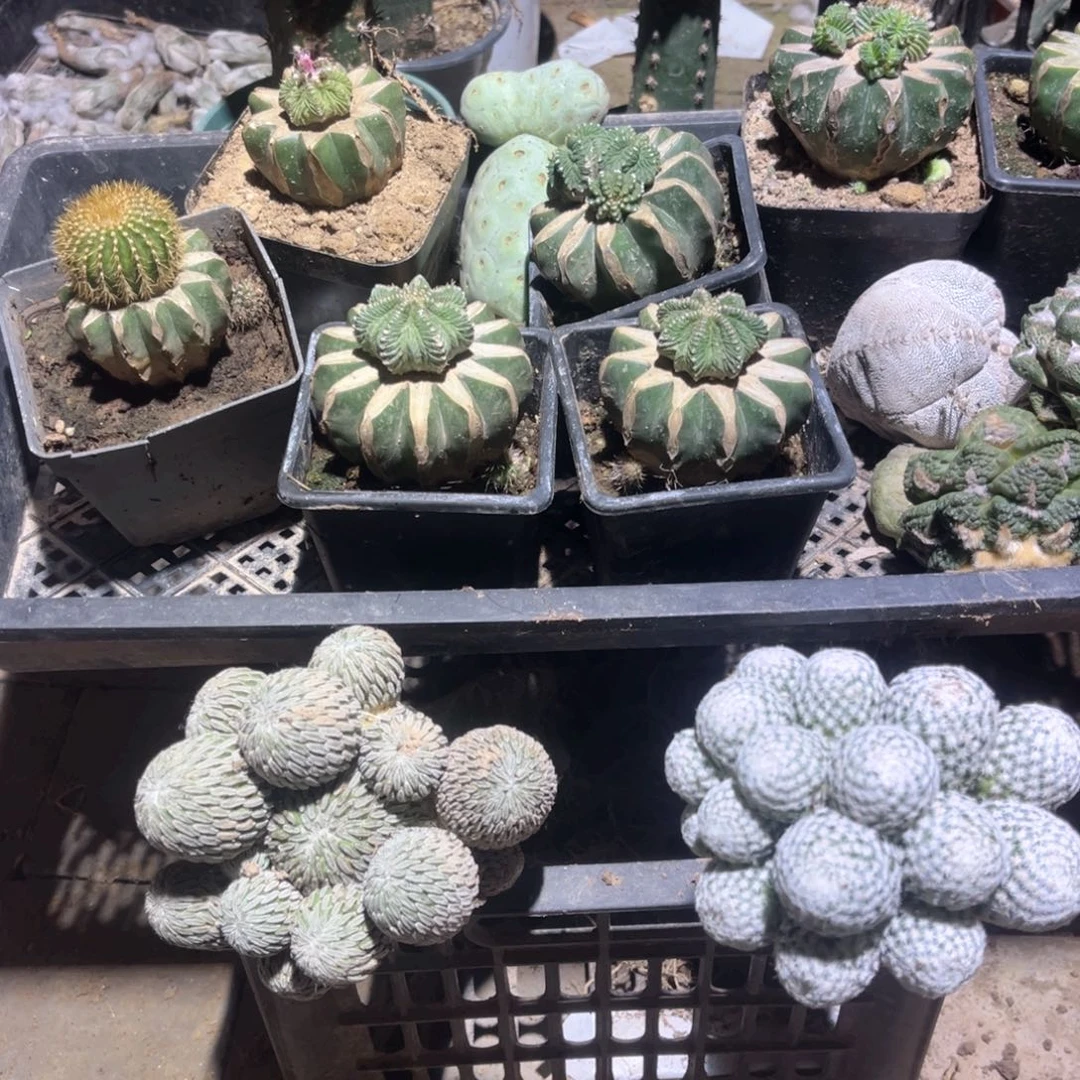 ༺***༻两个大宇花龙仙人球0179