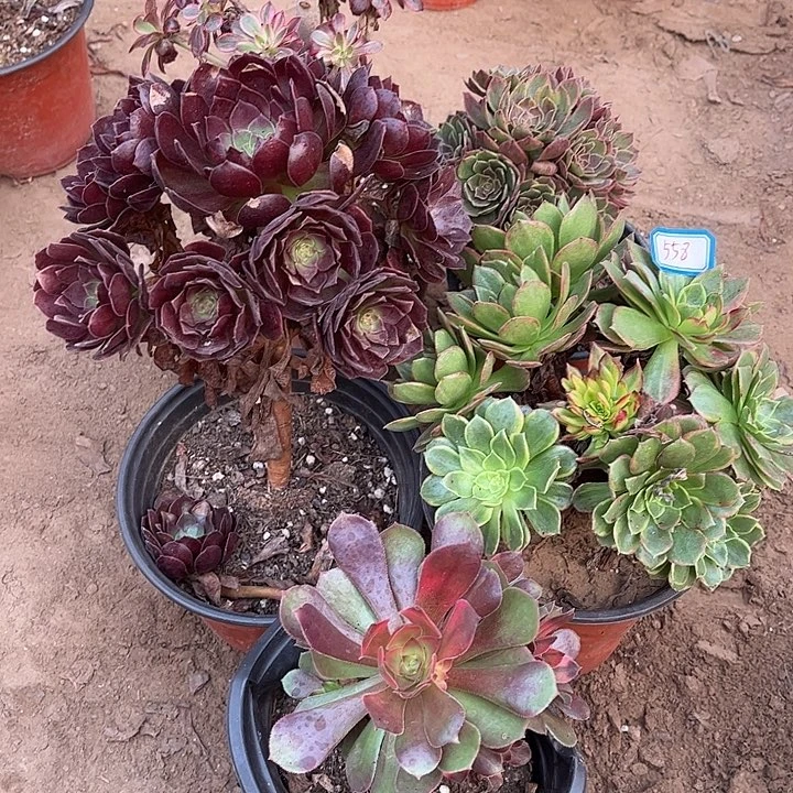 558多肉植物瑕疵特价，
