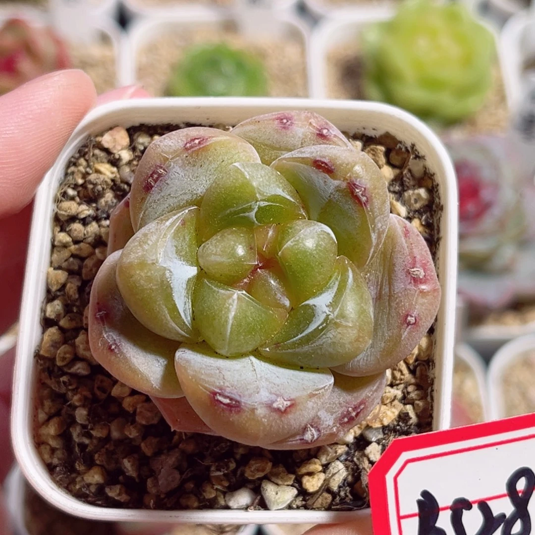 B528 一物一拍 无名