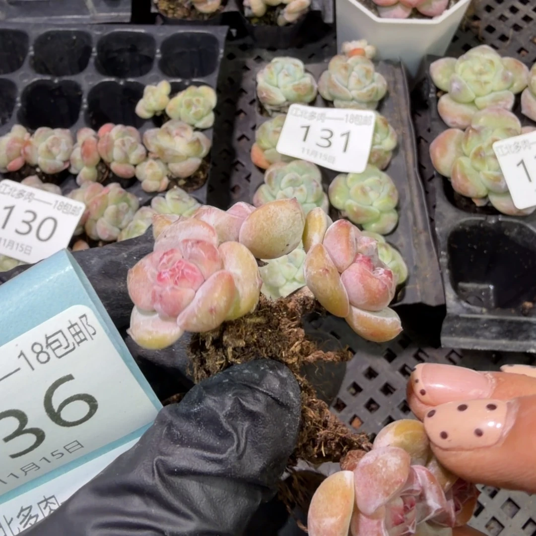 自***乐135 号到手1框江北多肉