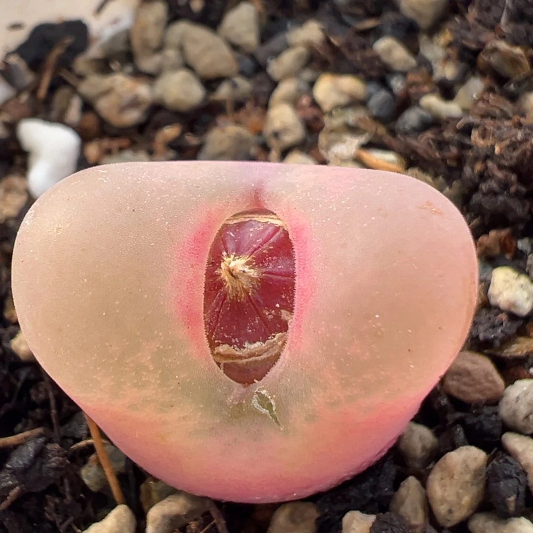 逗*113多肉植物百科知识