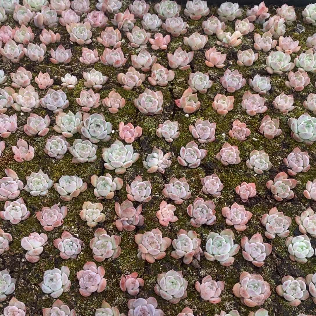 多肉植物精品切糕一份B224