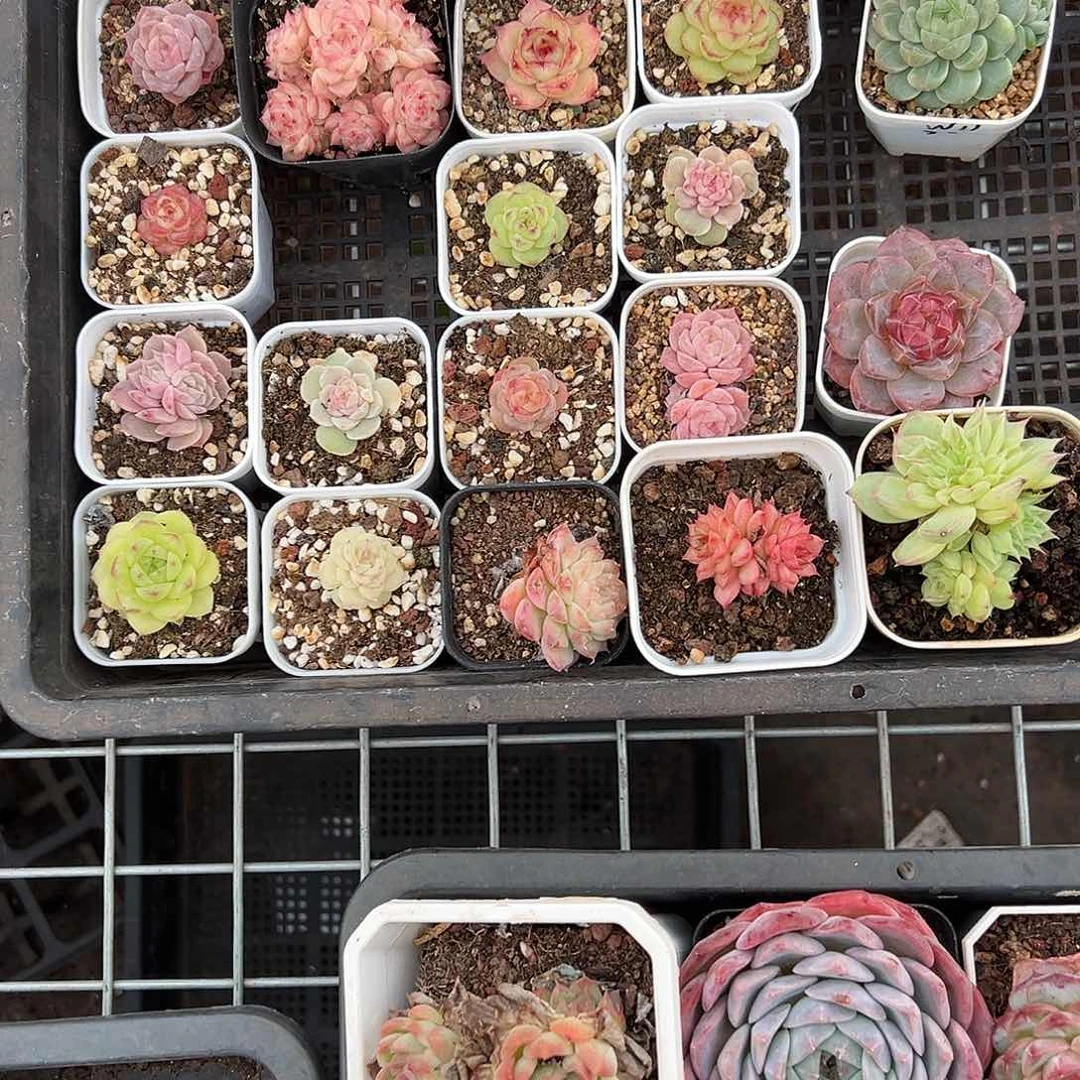 精品多肉十八包邮