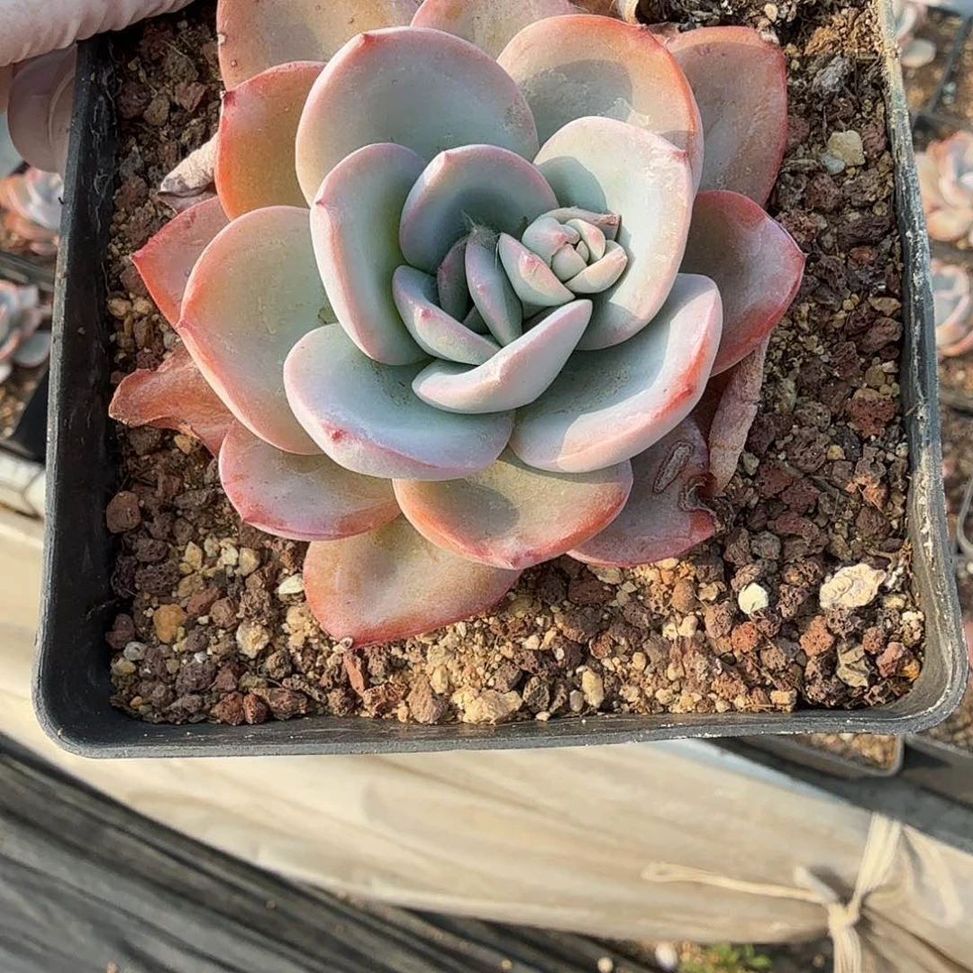 七公分布鲁蓝单头，满20包邮