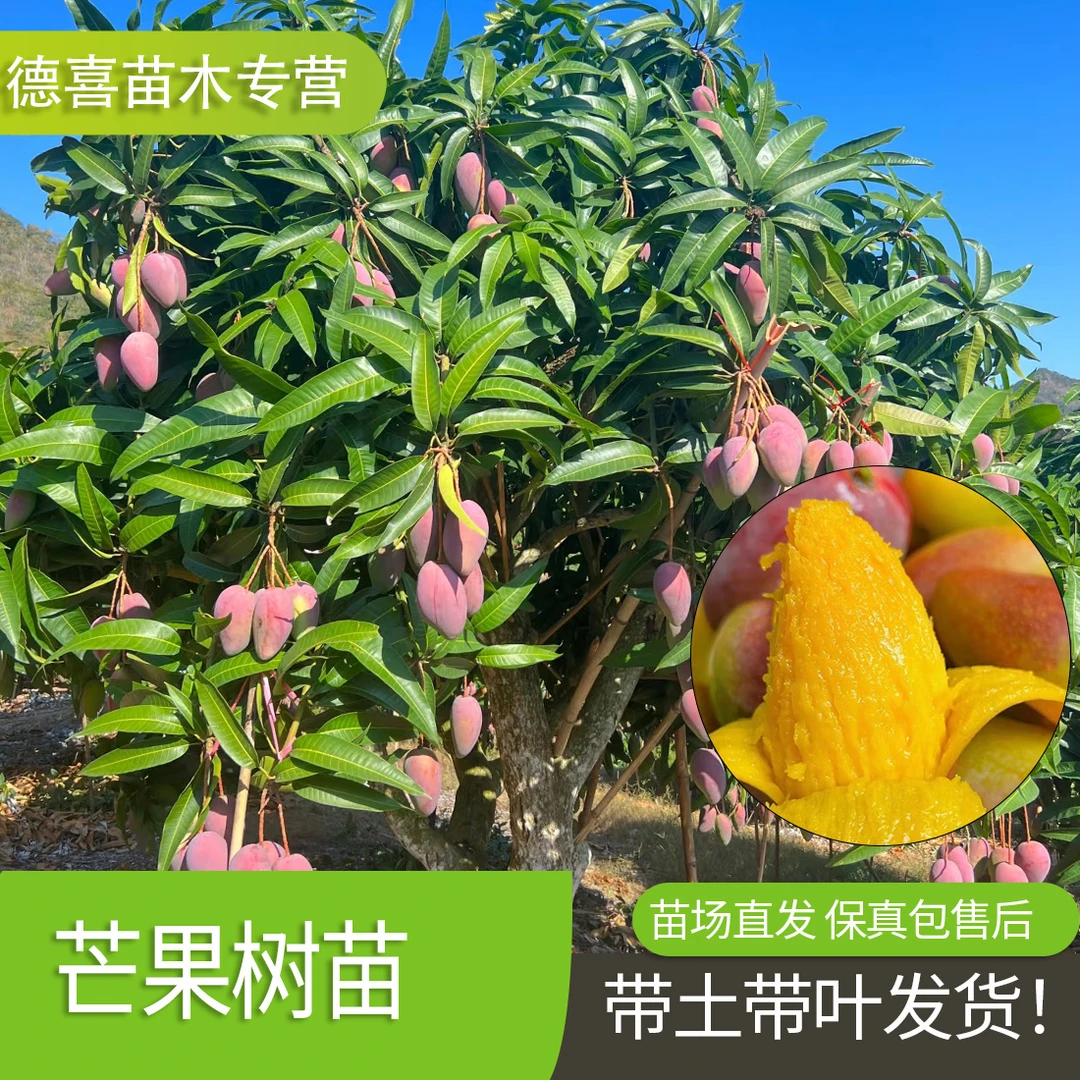 芒果苗树嫁接广西桂七芒果苗四季蜜芒金煌芒盆栽地栽南方果树带土