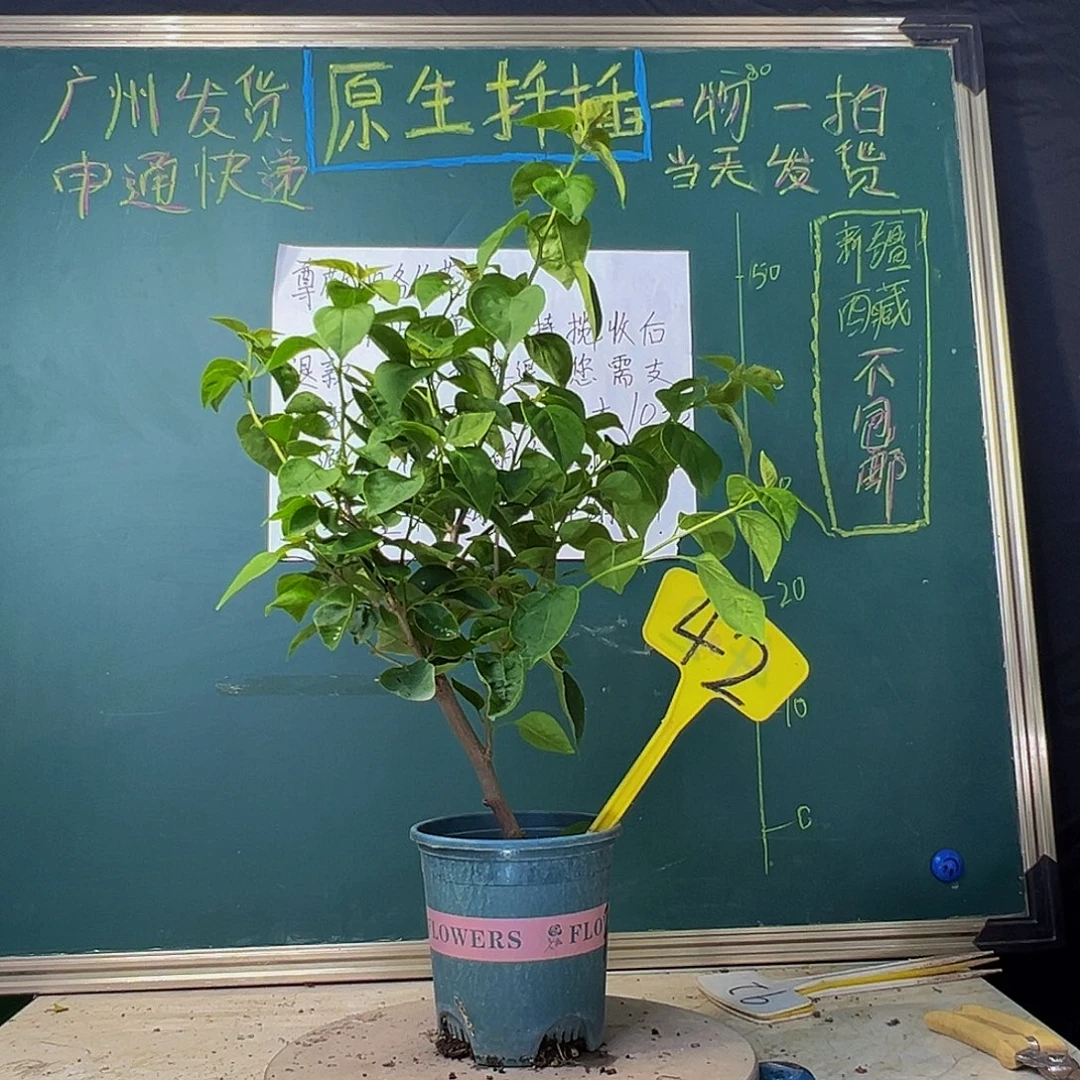 当前无花栽培后可以开花甜西瓜 粗杆 42