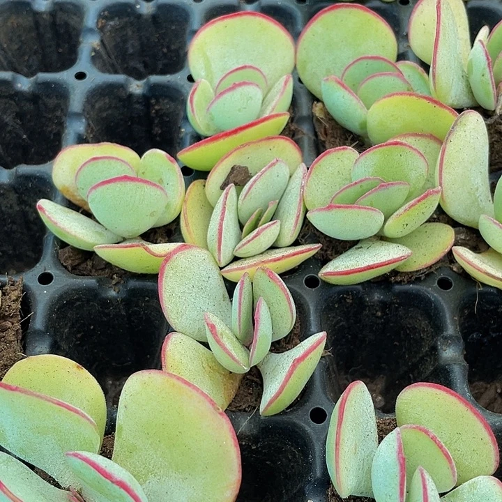 小白眉2.8带土发