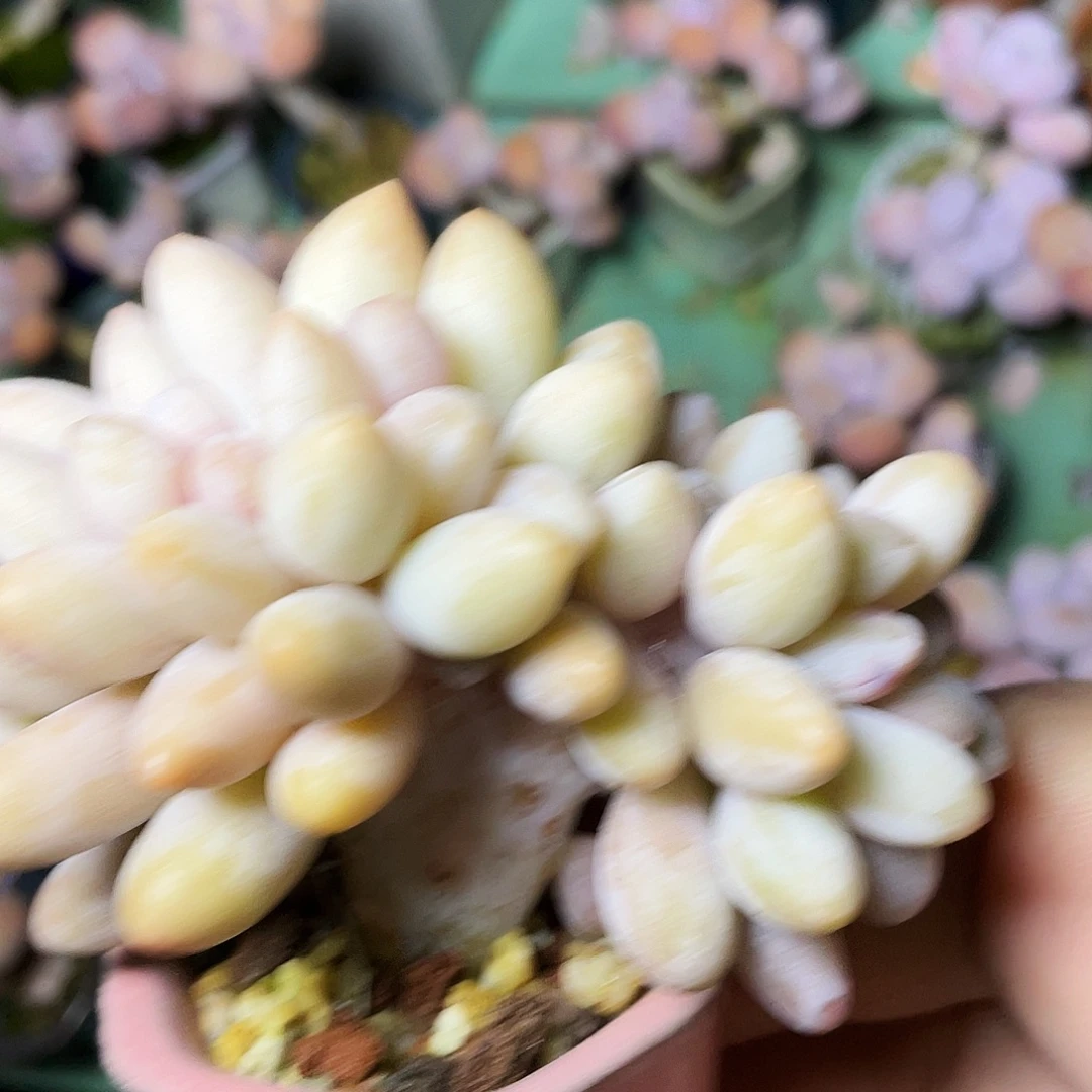 巧***_多肉植物的生长发育和生长发育