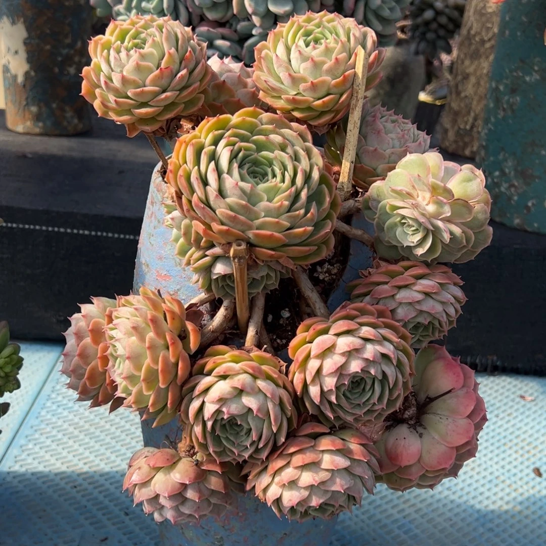 昂斯诺带盆走物流自理。