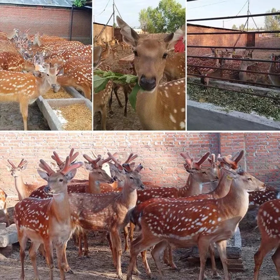 吉林鹿乡 ♣鹿产品 兑酒 滋补 营养  以直播间实物为准