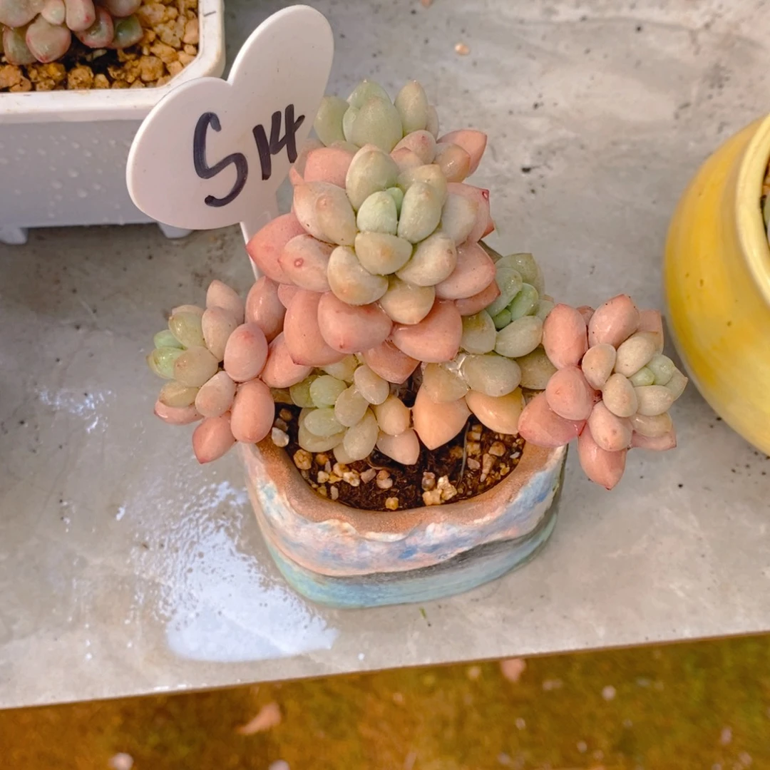 一***夏丸叶洛神多肉植物