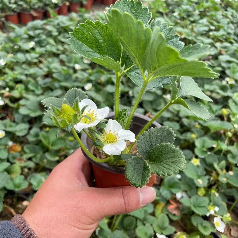 30天结果_天使AE_正品随珠奶油（各系列杯苗）送肥料