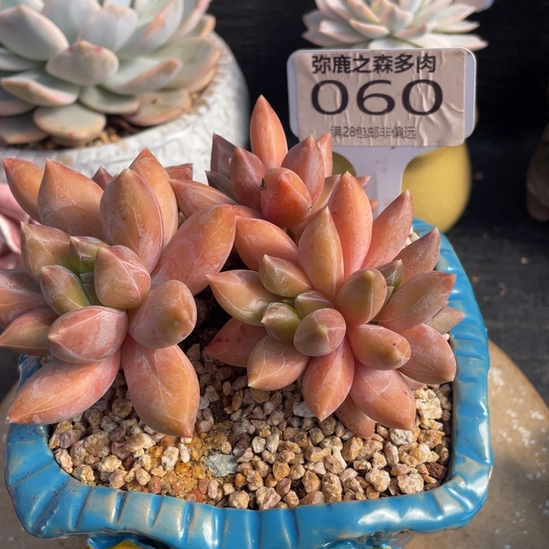 弥鹿之森多肉0060