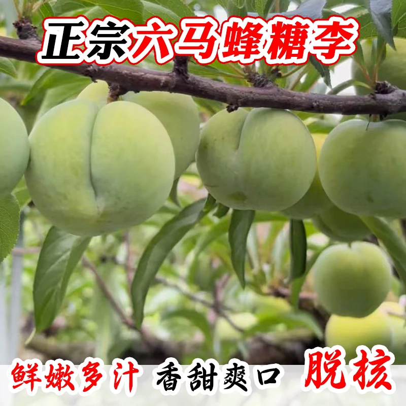 贵州六马正宗蜂糖李子树苗一代嫁接苗 原产地直发