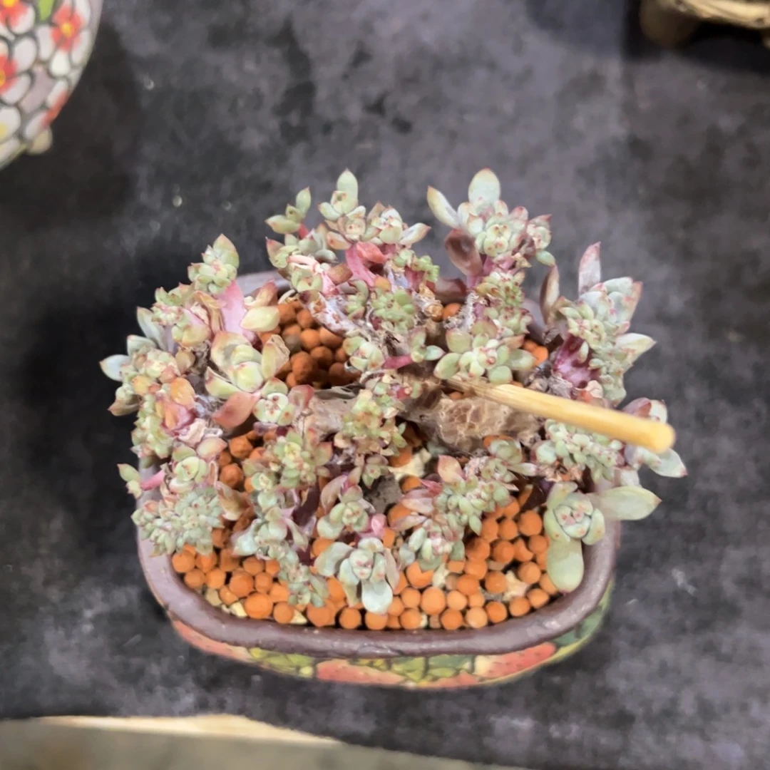 星影缀化槿桦精品