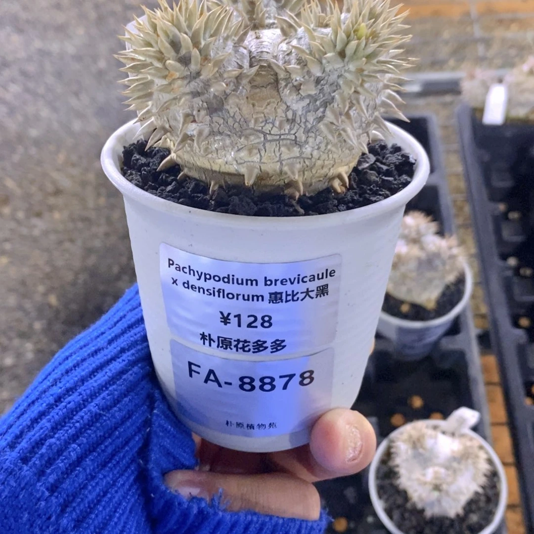 冰惠比大黑FA-8878