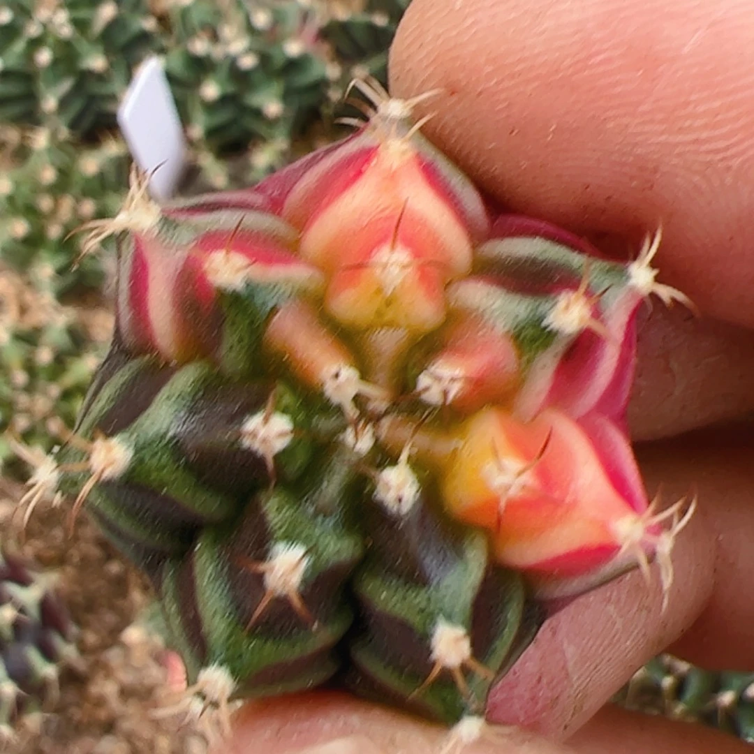当前无花栽培后可以开花