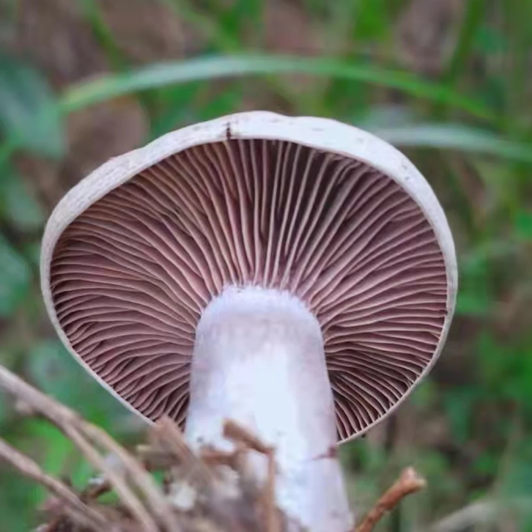 新鲜乌菌枞树菌三九菇寒菌蘑菇会变色会有虫介意者慎拍