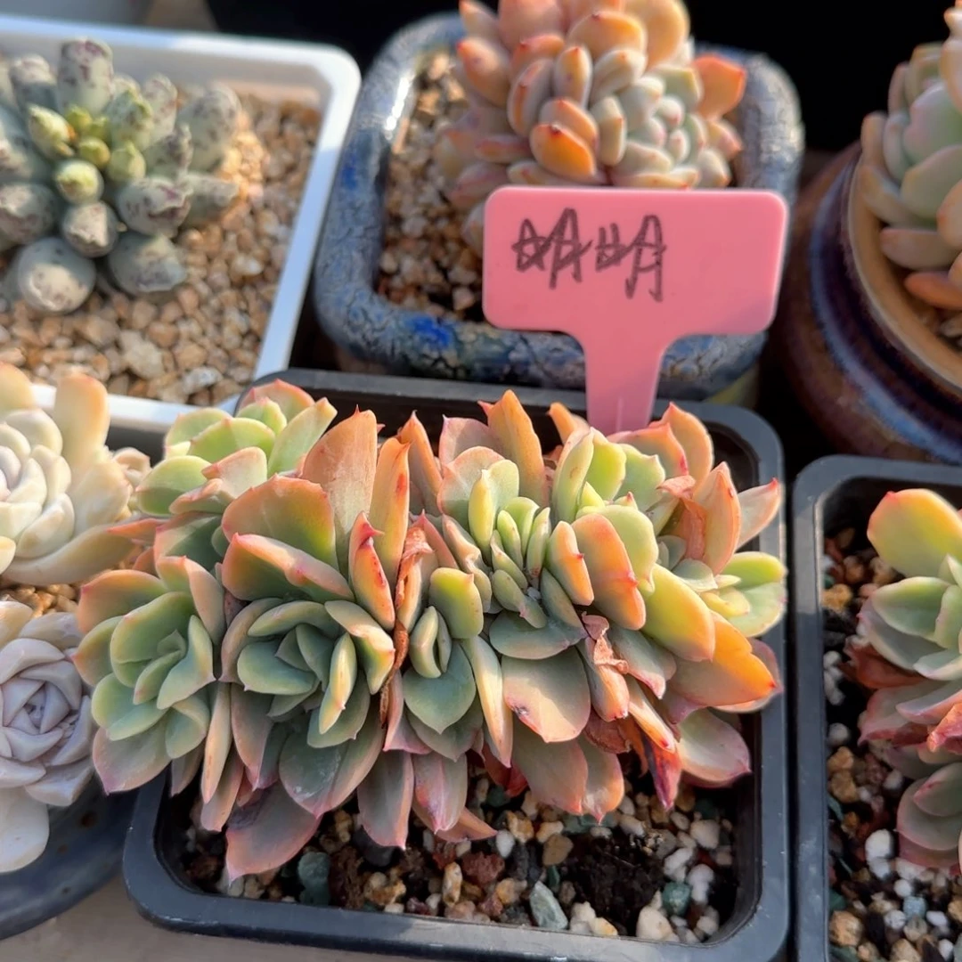 白雪公主五十包邮