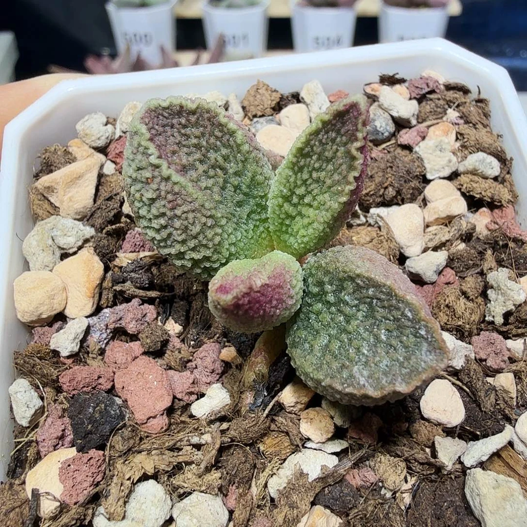 胖五水泡多肉植物