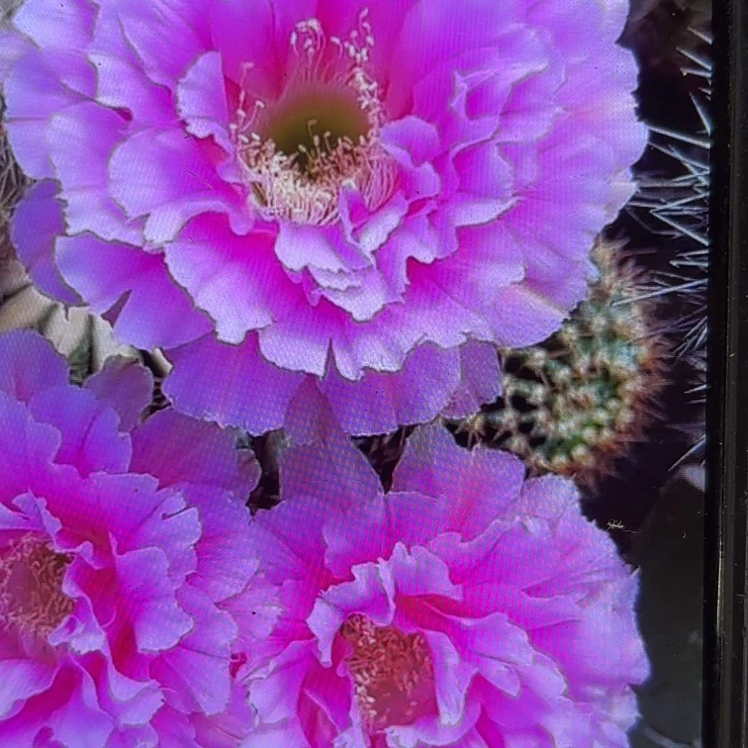 可可可彩侧牙20包邮49