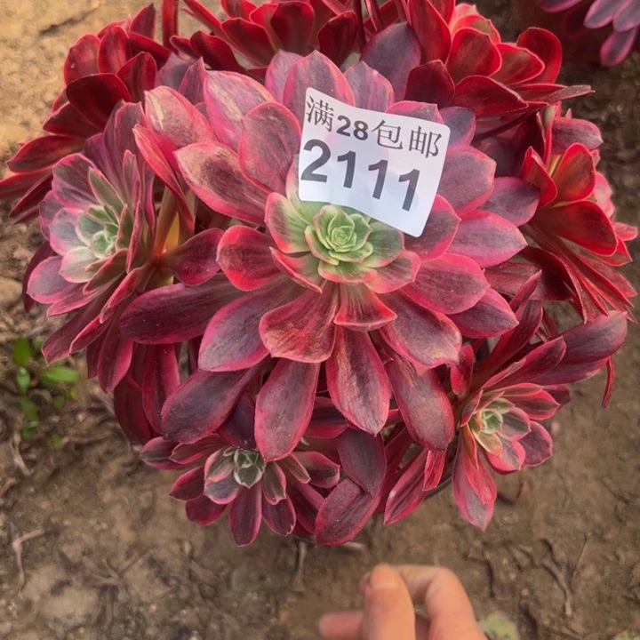 2111婚纱多肉植物