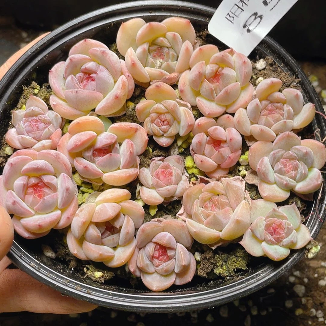 多肉植物多肉植物854