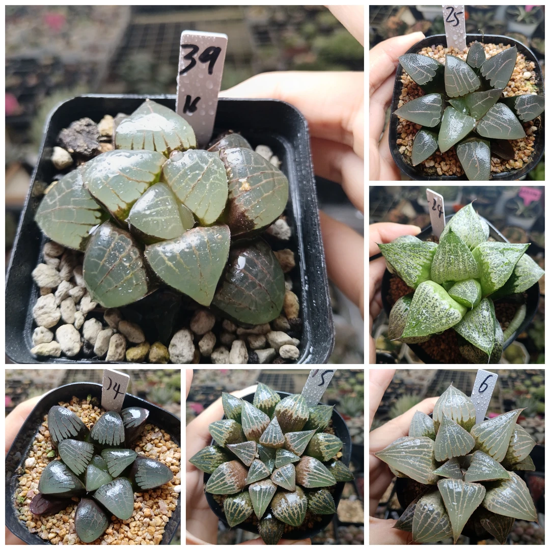 39号实生寿实生克优选十二卷多肉植物一物一拍带盆土发25年6月14