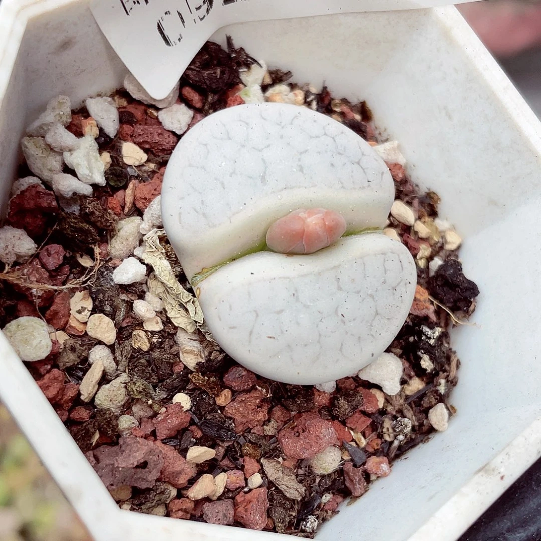 生石花满18包邮0923-189