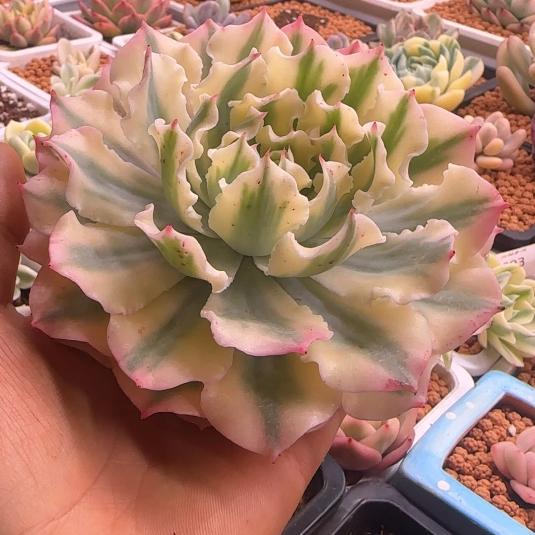 高****因高山流水 多肉植物