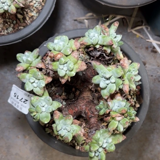 绿豆拇指～可可爱爱2715多肉