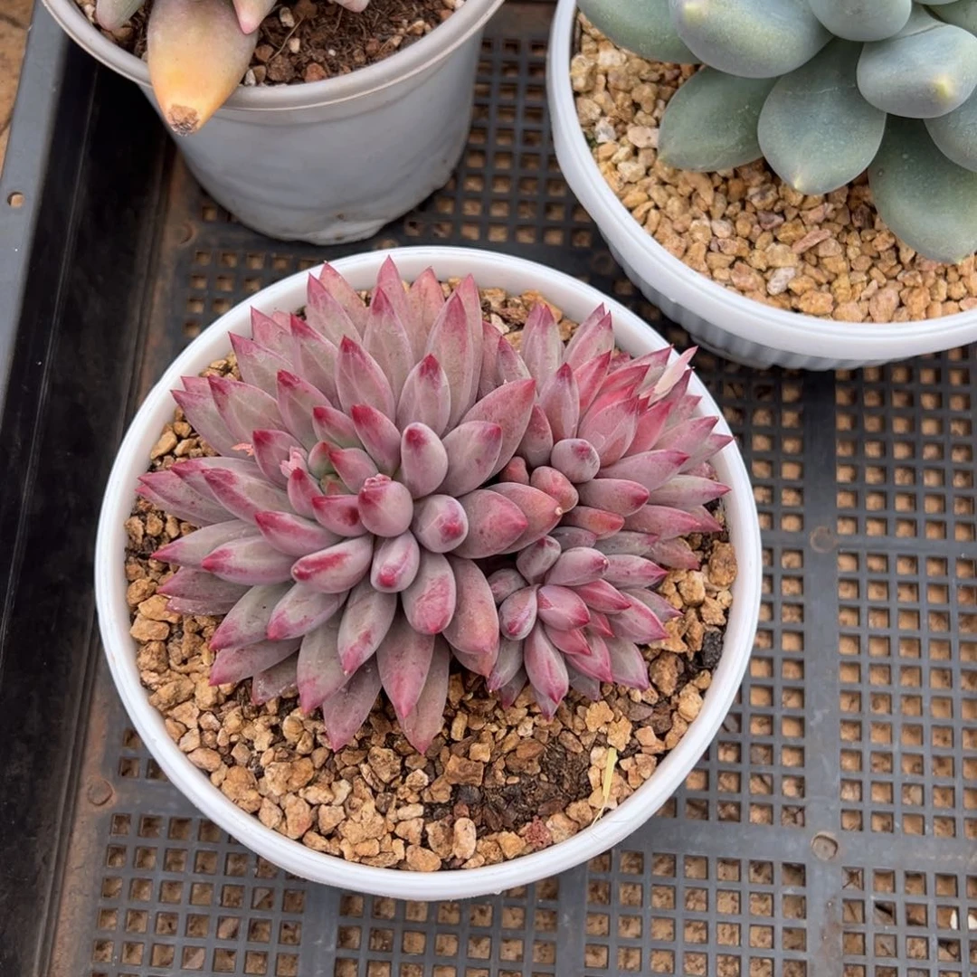羽毛纹虞美人。
