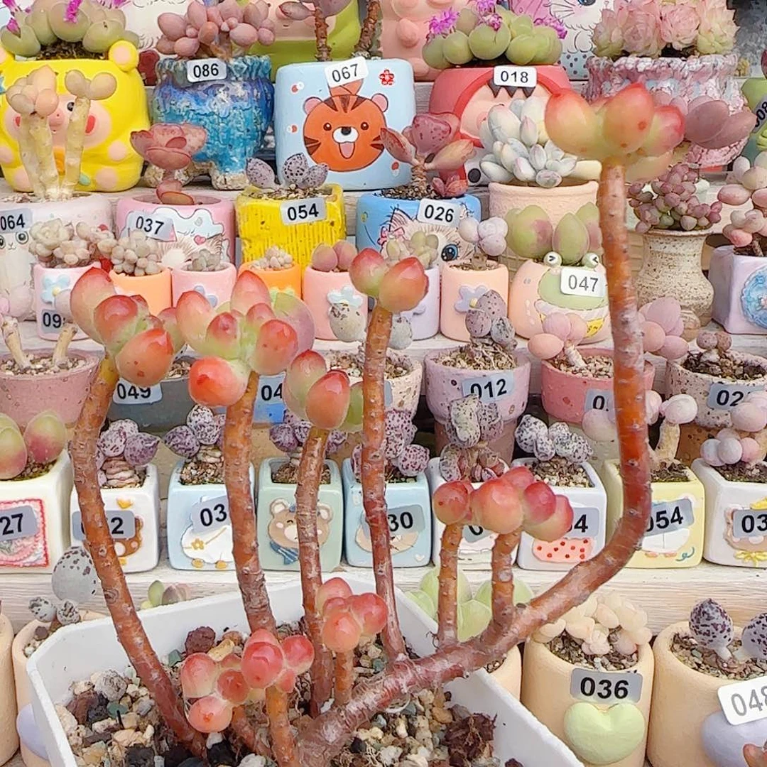 L美美乙女心 盆口5cm