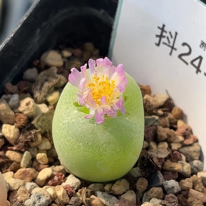24-29翠光多肉植物