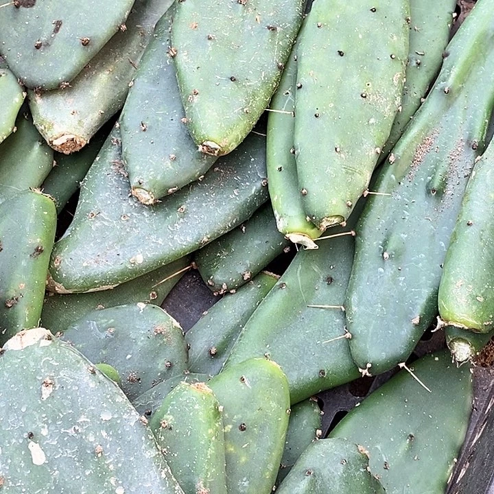 黄大刺片5片 20包邮