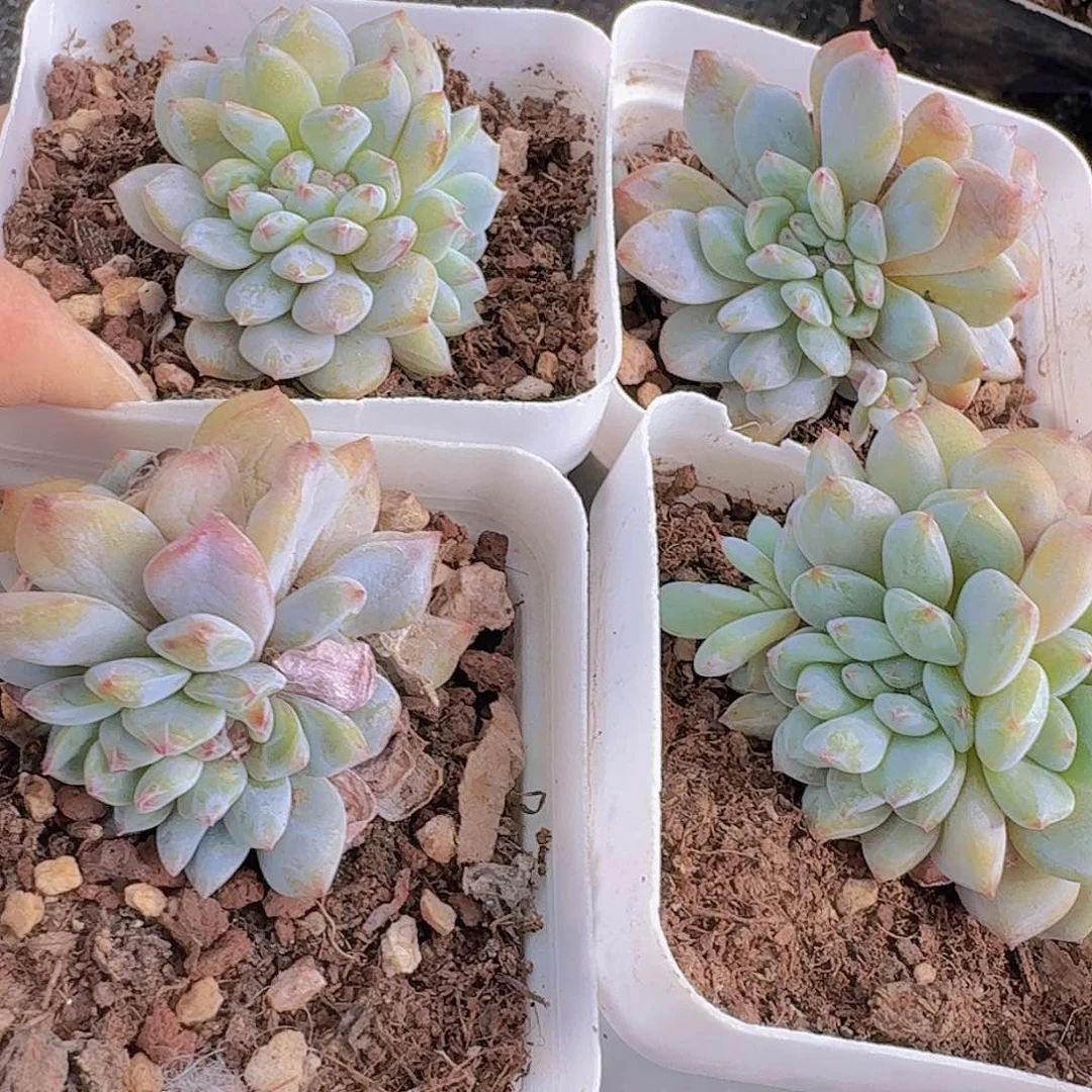 缀化成梦露4颗一组白盆