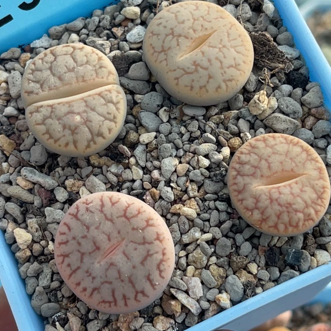 9033瑞光曲玉四颗