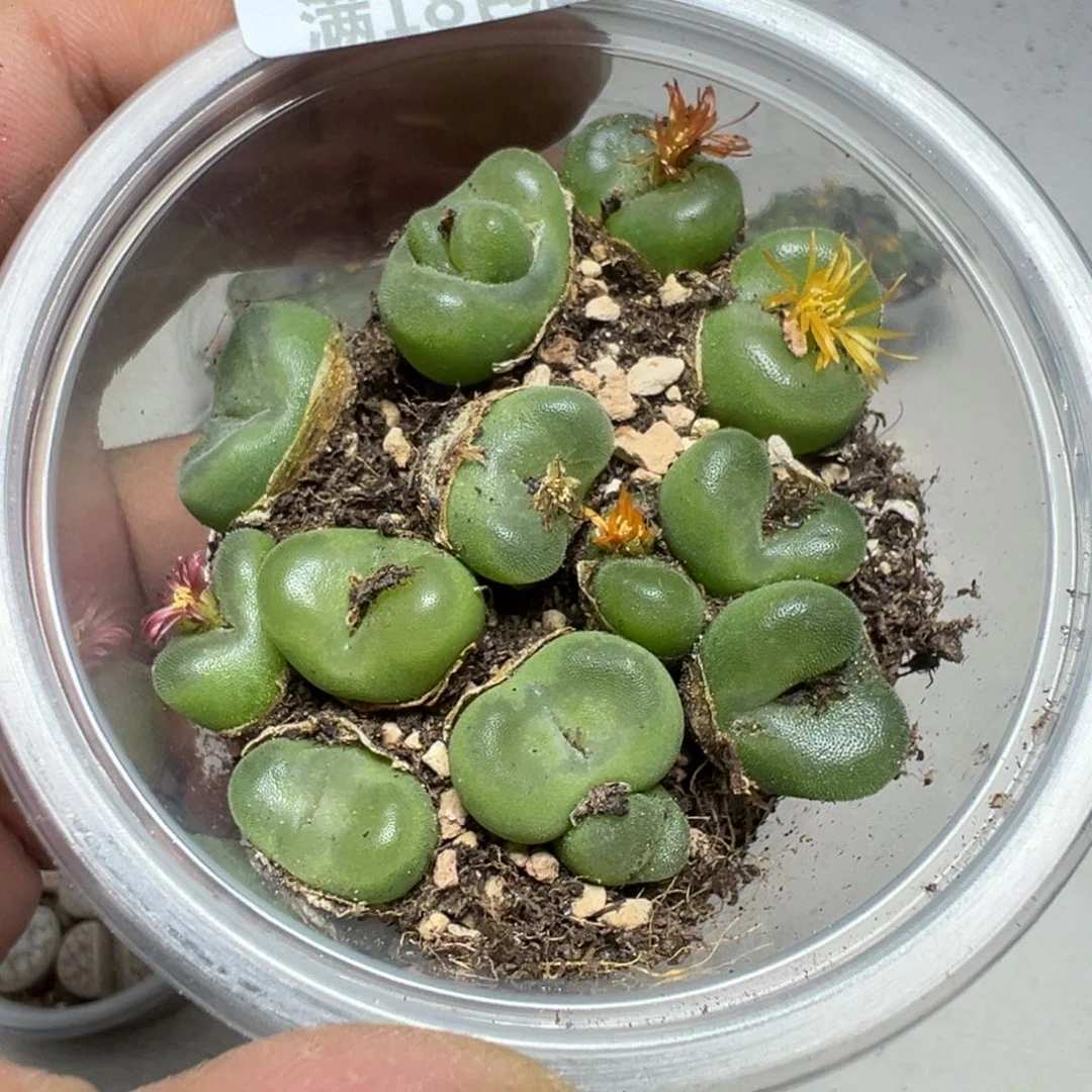 【闪购商品】 1181。