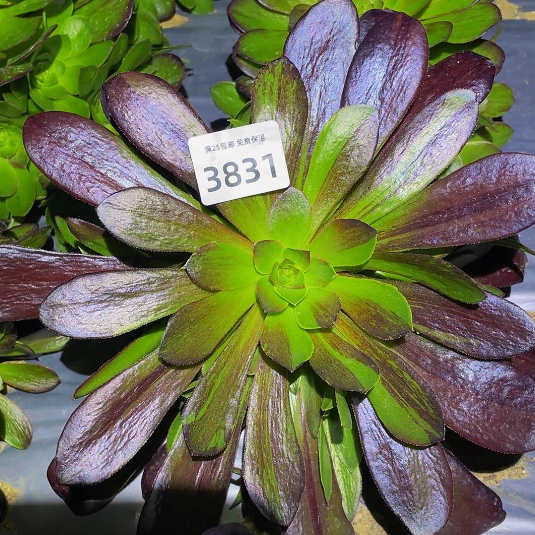 3831欧若拉多肉植物