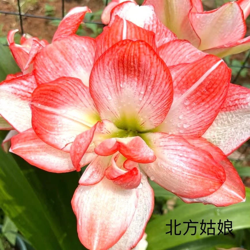 【鸿飞专属】北方姑娘朱顶红6cm 1颗球粉白色爆花爆崽阳台云南鲜花