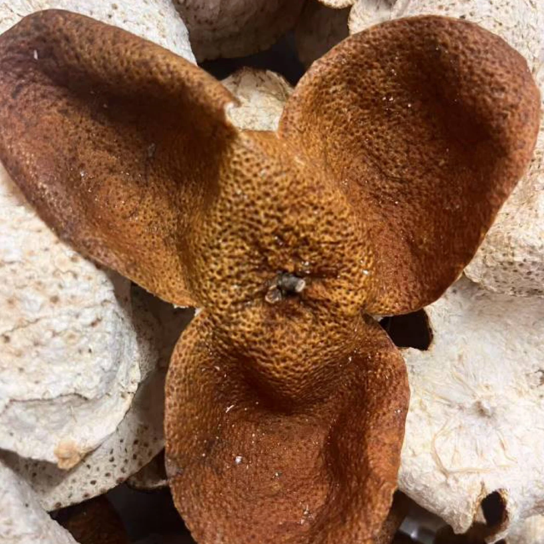 富喜膳【南坦狗腩（24年新皮）】2024年南坦狗腩 新皮