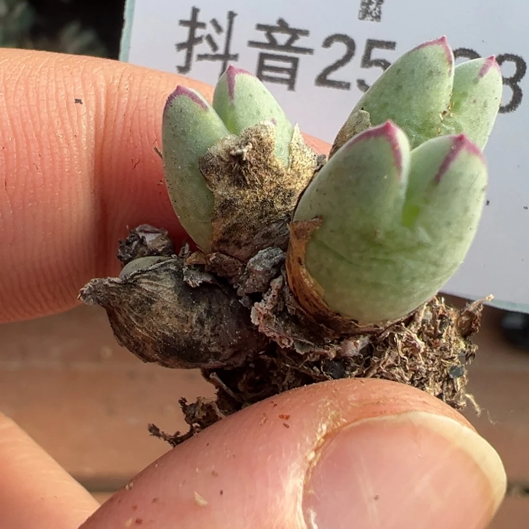 25-287肉锥多肉植物