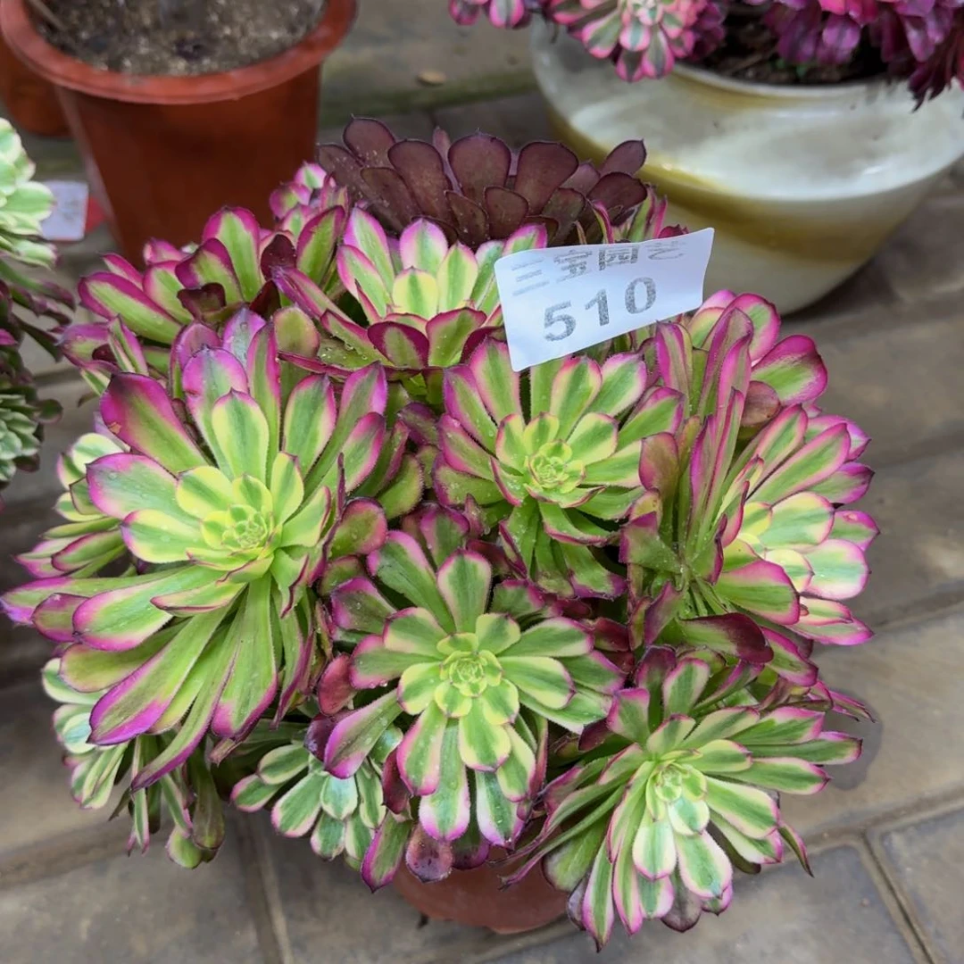 又**漪多肉植物510舞天姬