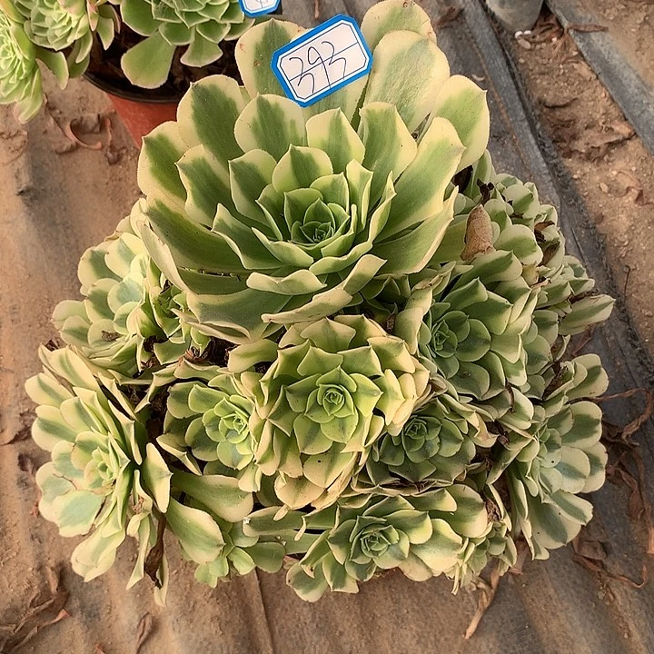 多肉植物迈巴赫393号