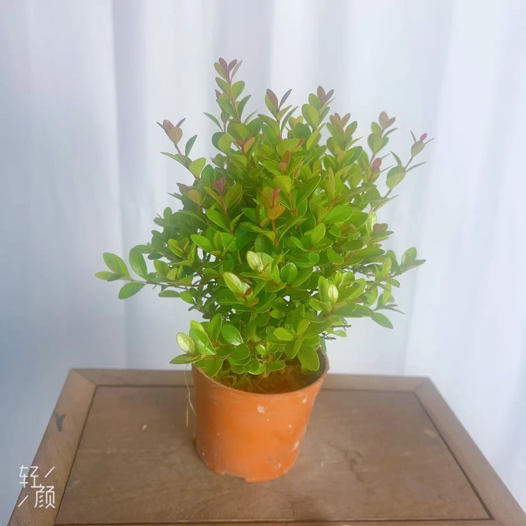 小叶赤楠原盆室内盆栽