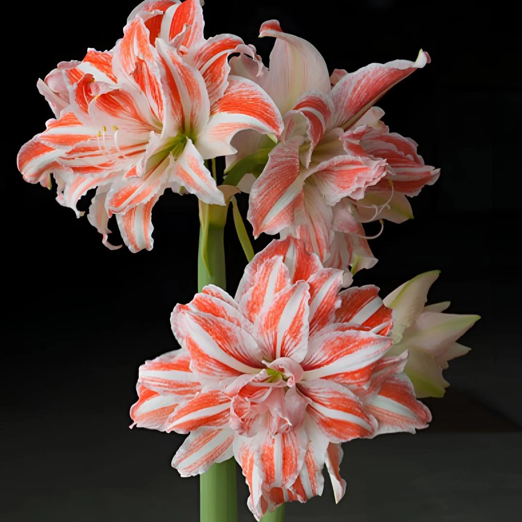 【舞蹈皇后】基地自然球