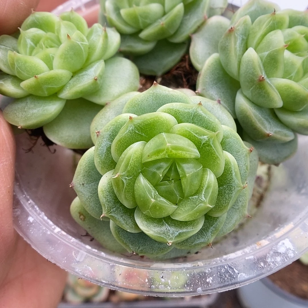 一物一拍一物一拍926-457