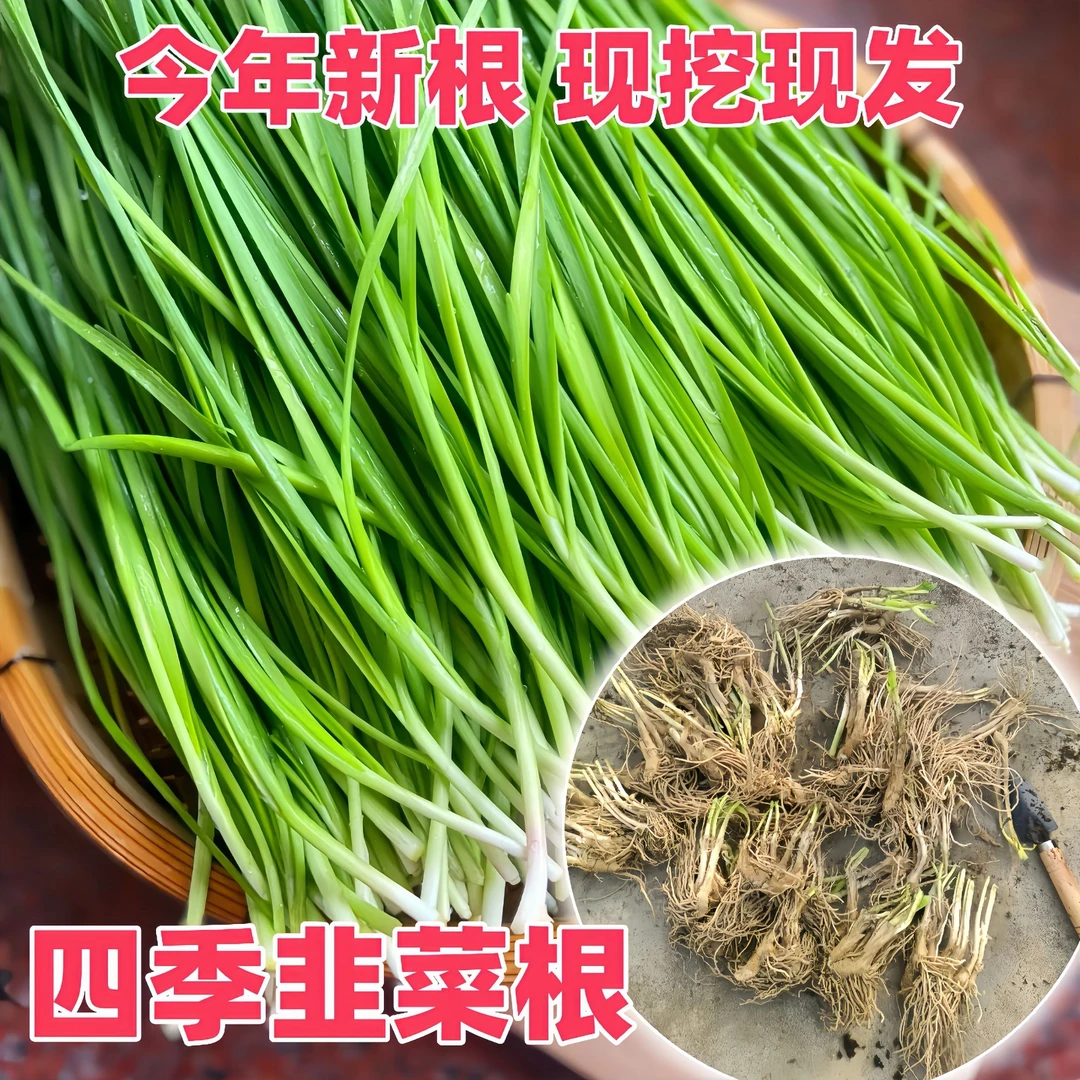 新韭菜根香韭菜根蔬菜小叶韭菜根庭院阳台好养大叶韭菜根四季可栽