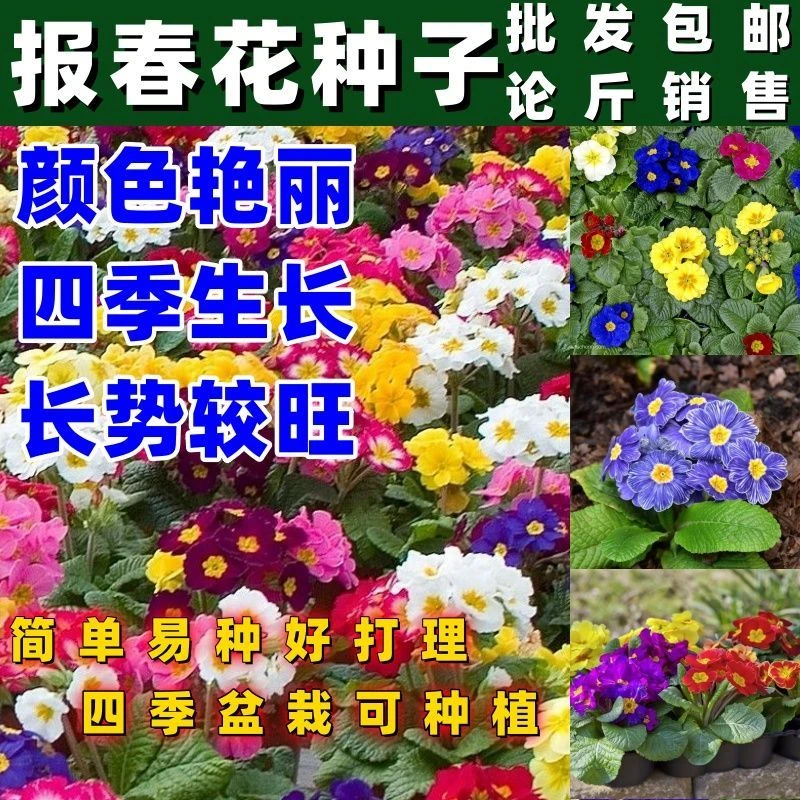 报春花种子四季易活花籽樱草花卉花种子耐寒盆栽庭院室外花种籽子